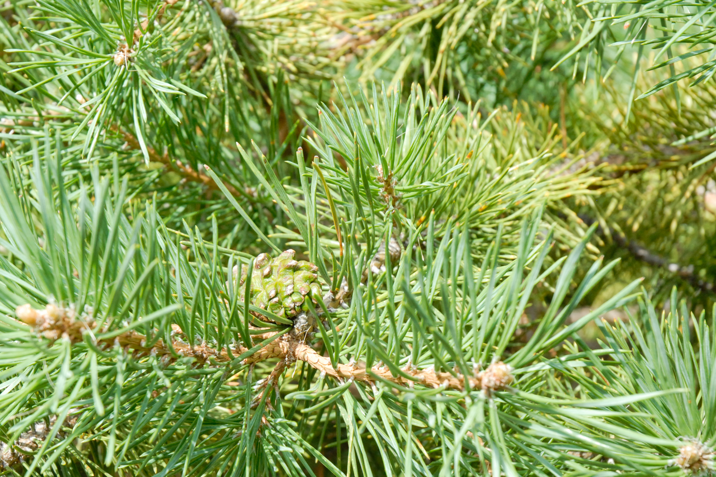 Hillside Creeper Pine